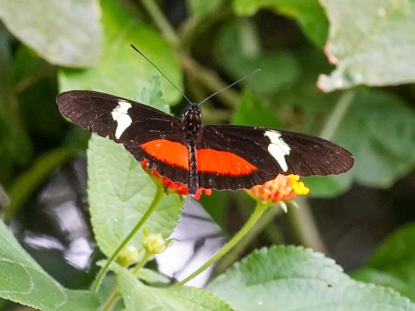 Campo Azul - Monteverde Exteriör bild