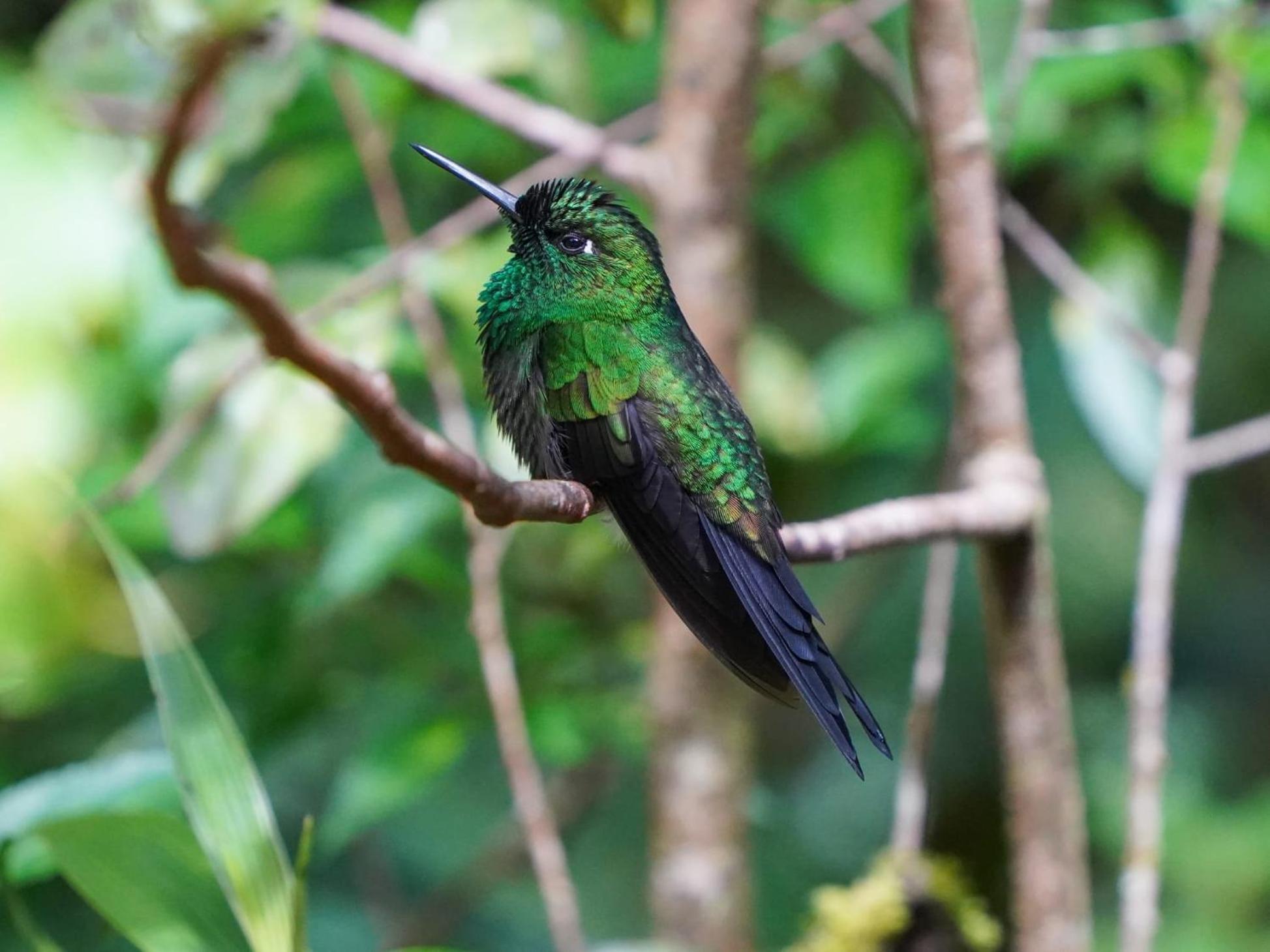 Campo Azul - Monteverde Exteriör bild