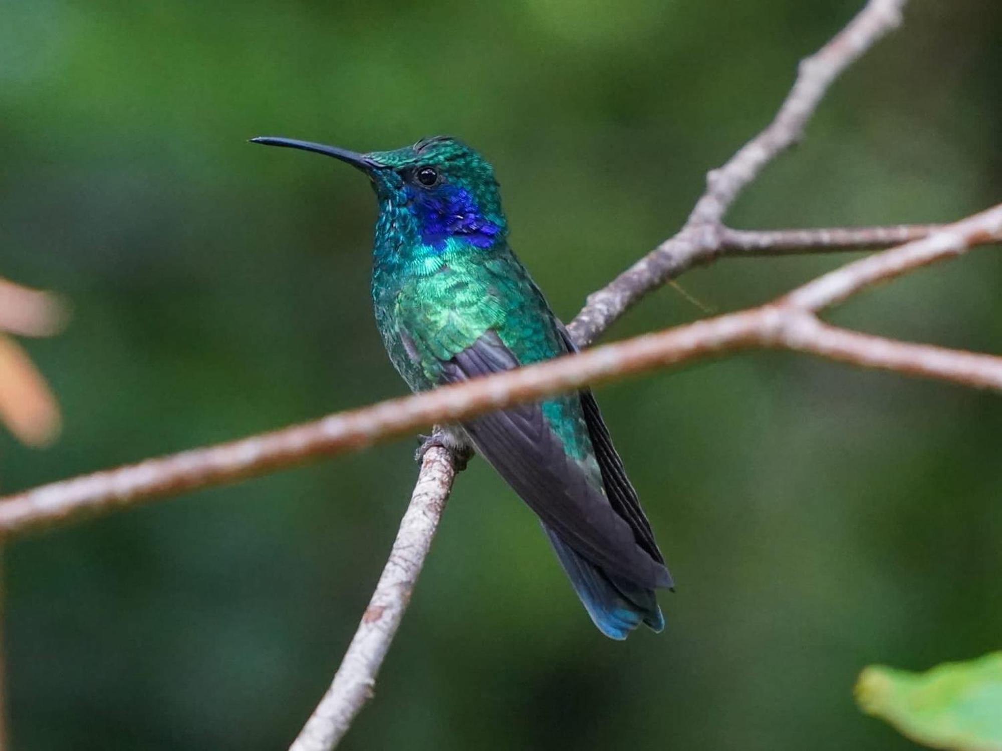 Campo Azul - Monteverde Exteriör bild
