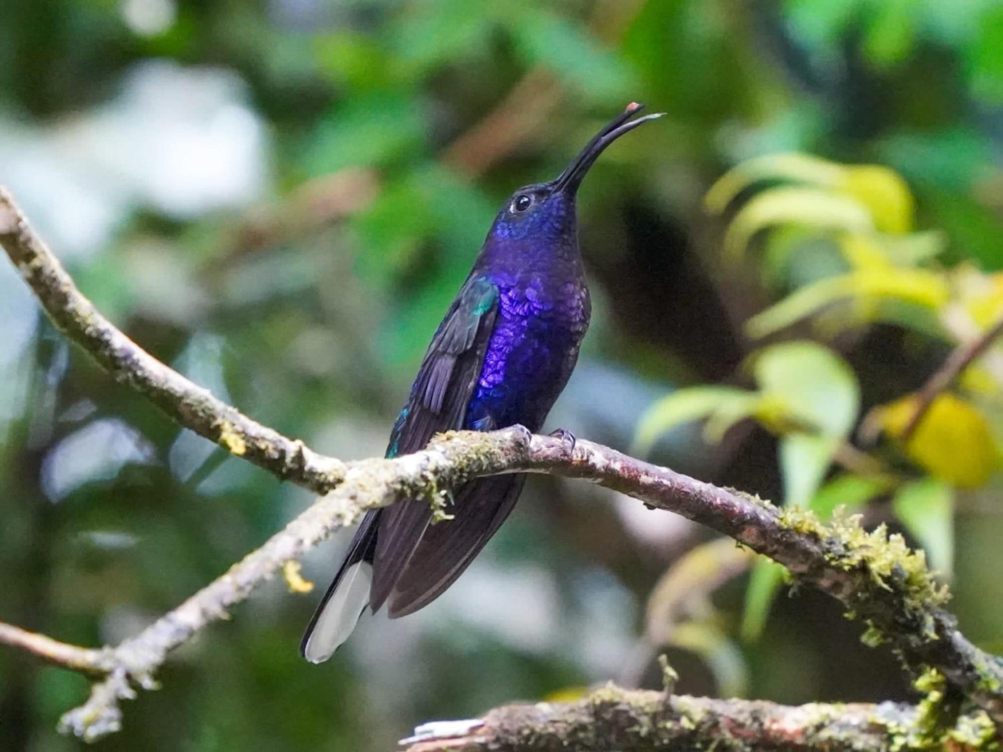 Campo Azul - Monteverde Exteriör bild