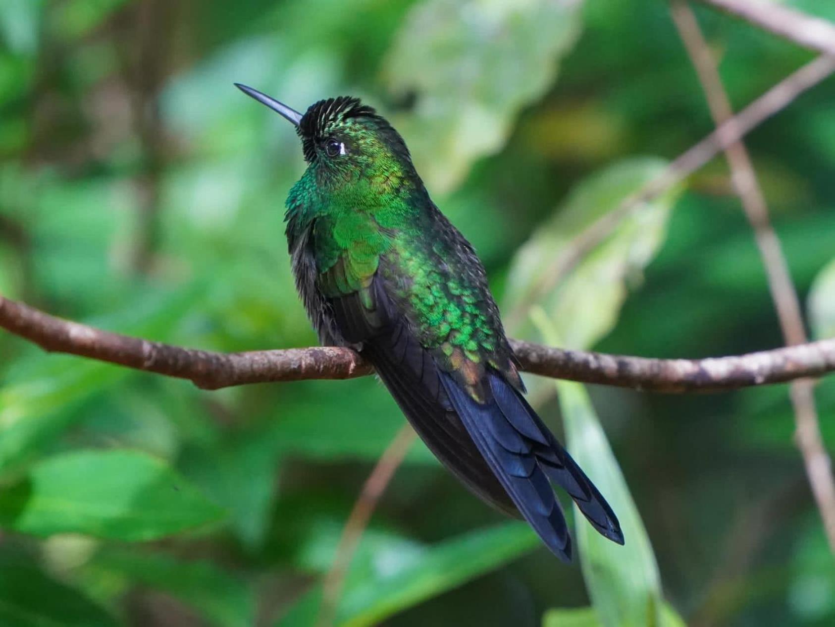 Campo Azul - Monteverde Exteriör bild