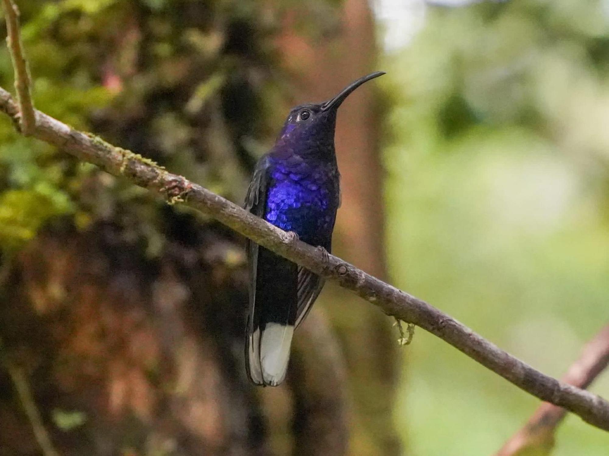 Campo Azul - Monteverde Exteriör bild