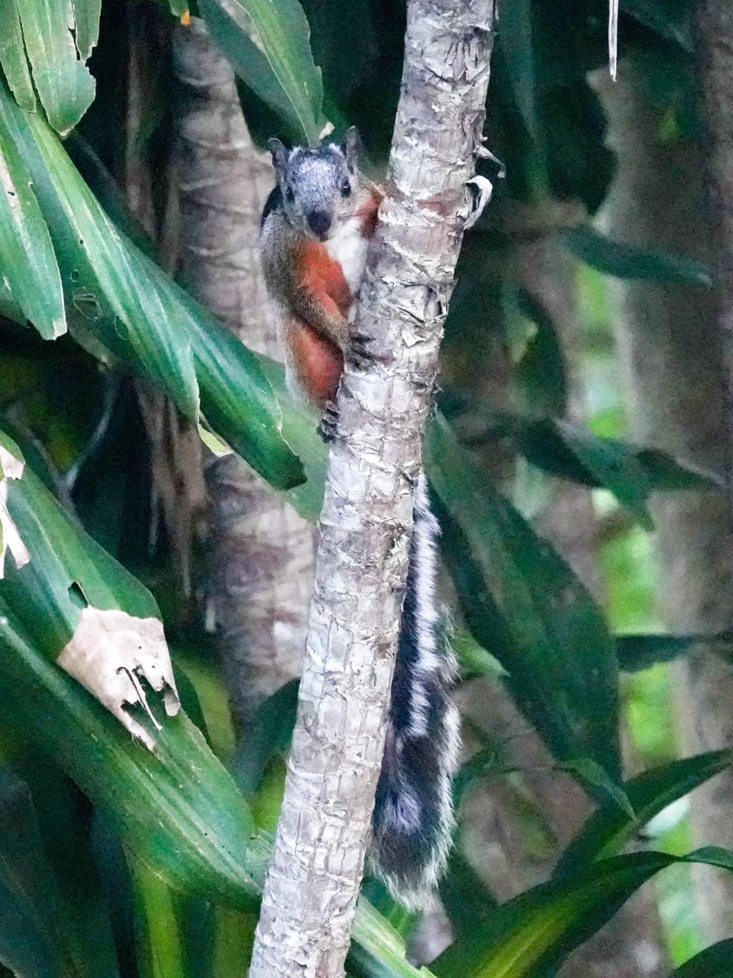 Campo Azul - Monteverde Exteriör bild